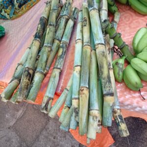 Cana-de-açúcar