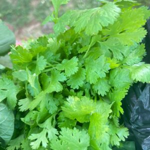 Salsa Comum