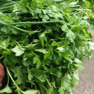 Molho de salsa